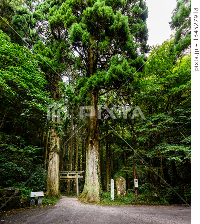 森の中の神聖な風景 134527918