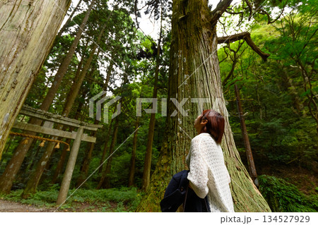 巨木を見上げる森林浴をする女性 134527929