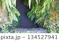 トンカラリン、シダが生い茂るトンネル 134527941