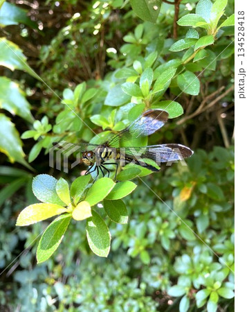 愛嬌のあるノシメトンボ 134528418