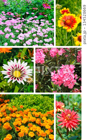 Colorful floral collage featuring various summer garden flowers. 134528669