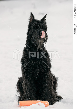 Black Giant Schnauzer Or Riesenschnauzer Dog Playing With Ring Outdoor In Snow, Winter Season. Playful Pet Outdoors. Black Giant Schnauzer Or Riesenschnauzer Dog Playing With Ring Outdoor In Snow, Winter Season. Playful Pet Outdoors. 134528865