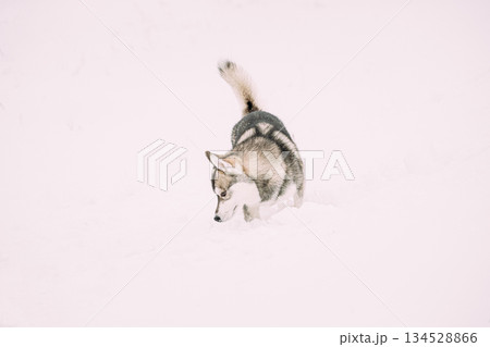 Young Husky Dog Sniffing Outdoor In Snow, Snowdrift. Pet Play In Winter Day 134528866