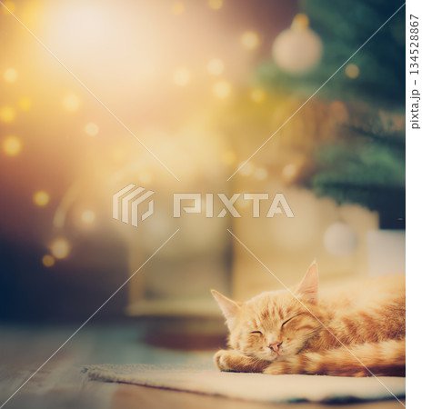 Little Red Kitten Sleeping On Bed Little Red Kitten Sleeping On Bed 134528867