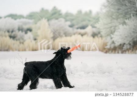 Black Giant Schnauzer Or Riesenschnauzer Dog Playing With Ring Outdoor In Snow, Winter Season. Playful Pet Outdoors. Black Giant Schnauzer Or Riesenschnauzer Dog Playing With Ring Outdoor In Snow, Winter Season. Playful Pet Outdoors. 134528877