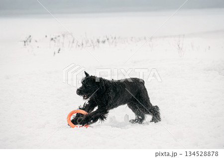 Black Giant Schnauzer Or Riesenschnauzer Dog Playing With Ring Outdoor In Snow, Winter Season. Playful Pet Outdoors. Black Giant Schnauzer Or Riesenschnauzer Dog Playing With Ring Outdoor In Snow, Winter Season. Playful Pet Outdoors. 134528878