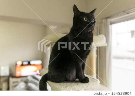 黒猫 134528904