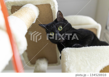 黒猫 黒猫 134528910