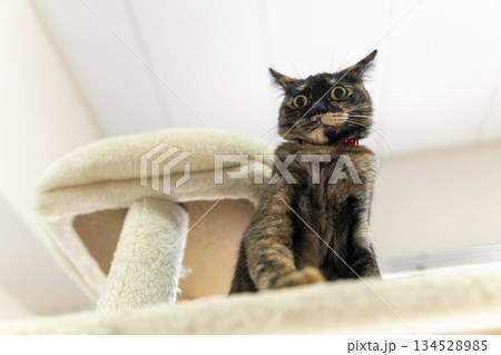 サビ猫 サビ猫 134528985