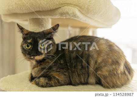 サビ猫 134528987