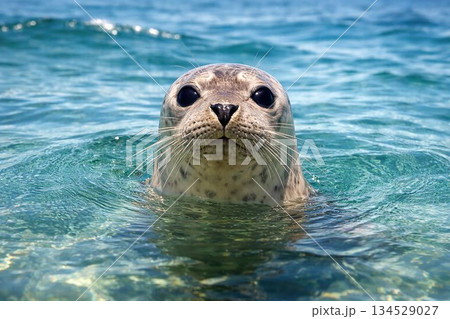 泳ぐアザラシ 134529027