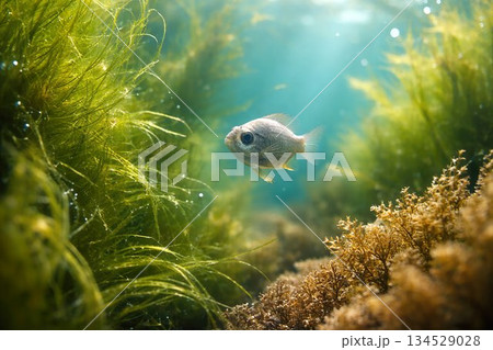 卵を抱えたメダカ 134529028