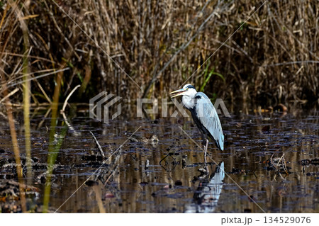 アオサギ 134529076