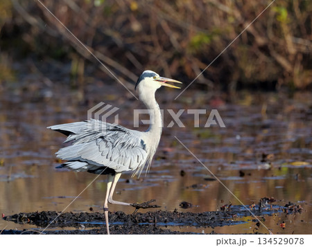 アオサギ 134529078