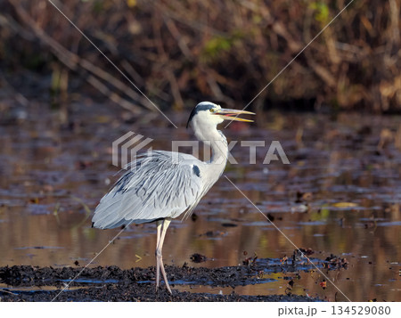 アオサギ 134529080