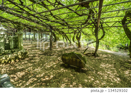 八女黒木 黒木大藤 福岡県八女市 八女黒木 黒木大藤 福岡県八女市 134529102