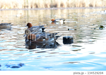 ヒドリガモ 134529204