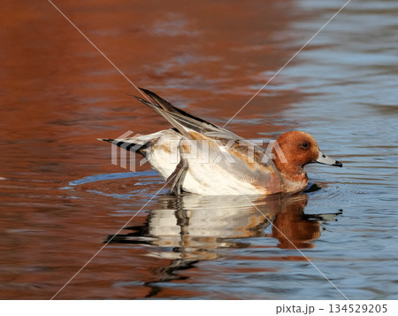 ヒドリガモ 134529205