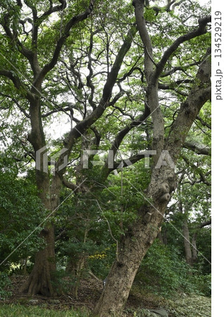 タブノキ林 134529219
