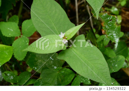 山形羽黒山神社にひっそり咲くミゾソバの可愛い花と牛の顔のような葉の形 134529322