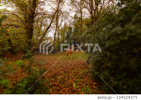 Autumn Forest Deer 134529375