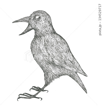 カラスの手描きイラスト 134529717