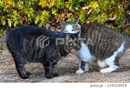 じゃれ合う2匹の猫 じゃれ合う2匹の猫 134529854