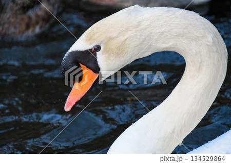 コブハクチョウの横顔 134529864