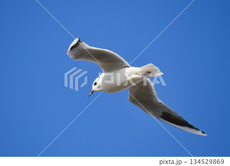 空を飛ぶズグロカモメ 134529869