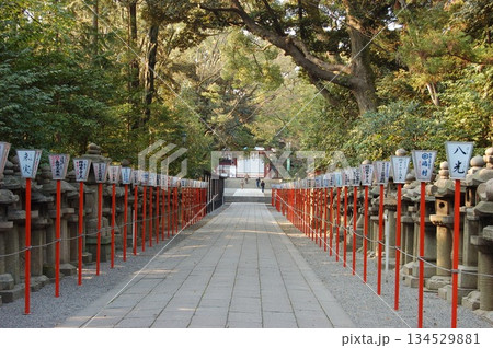 石清水八幡宮 参道│立ち並ぶ石灯籠と新緑の木漏れ日│京都 観光 134529881