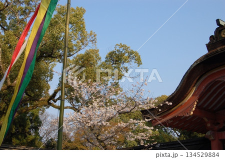 石清水八幡宮│満開の桜と五色吹流しがたなびく楼門│京都 春 石清水八幡宮│満開の桜と五色吹流しがたなびく楼門│京都 春 134529884