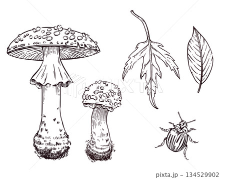 A set of vector illustrations. Fly agarics of different sizes, leaves, beetle, everything is hand-drawn in vector. For coloring books, printing on paper and fabric, decor packaging products. 134529902