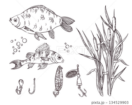 A set of vector illustrations featuring river fish, crucian carp, perch, glitter and fishing hooks, reeds, and air bubbles. All objects are hand-drawn in vector format. For fishing gear advertising. A set of vector illustrations featuring river fish, crucian carp, perch, glitter and fishing hooks, reeds, and air bubbles. All objects are hand-drawn in vector format. For fishing gear advertising. 134529903