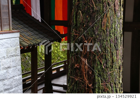 秋の禅林寺永観堂:三鈷の松(京都府京都市左京区) 秋の禅林寺永観堂:三鈷の松(京都府京都市左京区) 134529921