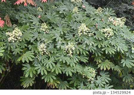 花をつけるヤツデ 134529924