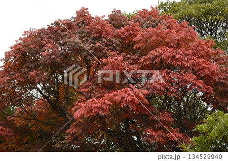 ハゼノキの紅葉 134529940