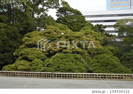 三百年の松 134530132