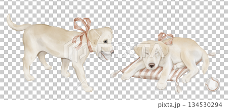 Watercolor character beige yellow retriever puppy dog sleeping on a striped pillow on isolated. Hand drawn illustration sketch Labrador runs with a ball in his teeth and a red bow around his neck. 134530294
