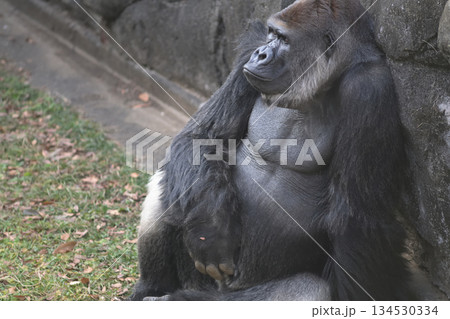 ヒマつぶしに口を突き出すゴリラ 134530334