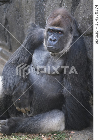 オレも暇だがアンタも暇だなと問いかけるゴリラ 134530374