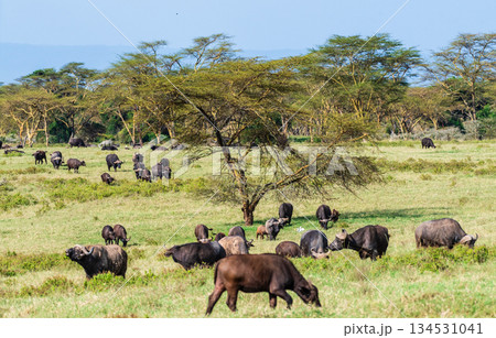 Buffalos in Lake Nakuru National park 134531041