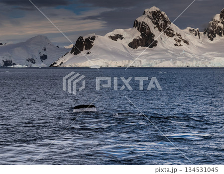 Antarctic landscape with diving humpback whales Antarctic landscape with diving humpback whales 134531045