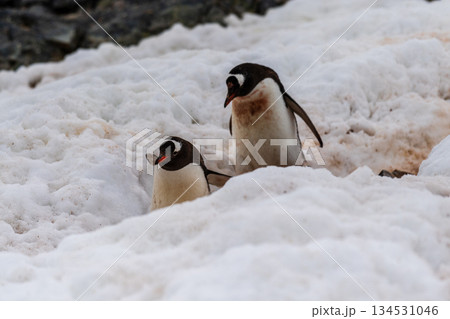 Gentoo Penguin colony on Cuverville island Gentoo Penguin colony on Cuverville island 134531046