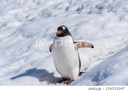 Close-up of a Gentoo Penguin on Trinity Island. Close-up of a Gentoo Penguin on Trinity Island. 134531047