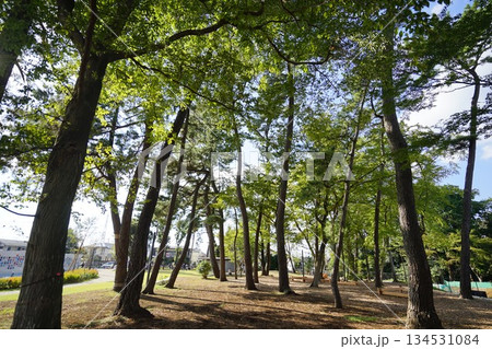 給田松の香公園 134531084