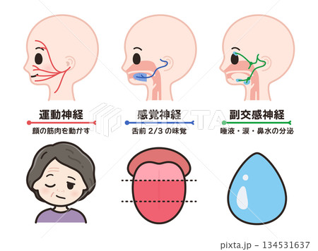 顔面神経の運動神経と感覚神経と副交感神経のイラスト 134531637