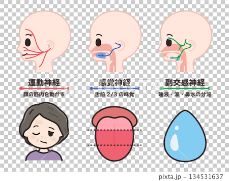 顔面神経の運動神経と感覚神経と副交感神経のイラスト 134531637