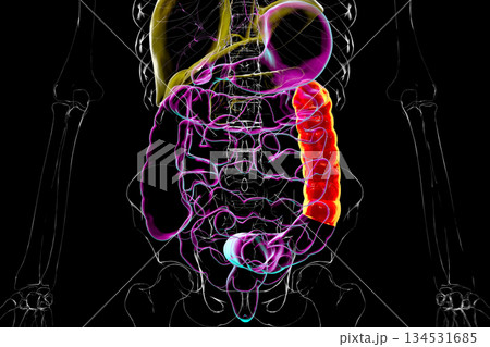 Human digestive system with highlighted descending colon, 3D illustration 134531685