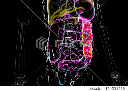 Human digestive system with highlighted descending colon, 3D illustration 134531686