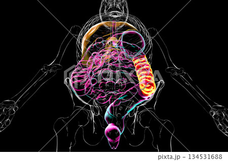 Human digestive system with highlighted descending colon, 3D illustration 134531688